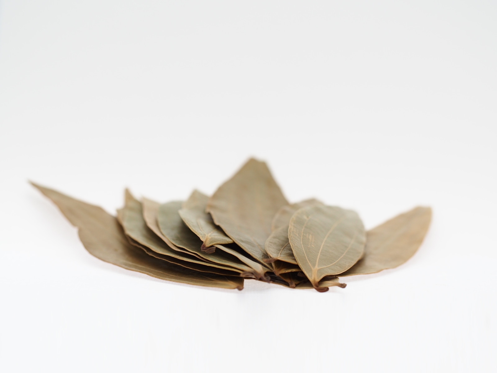 インドベイリーフ原形サイドビュー